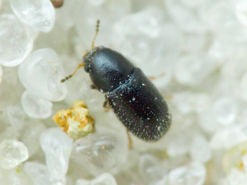 Sulcacis nitidus (Fabricius, 1792)